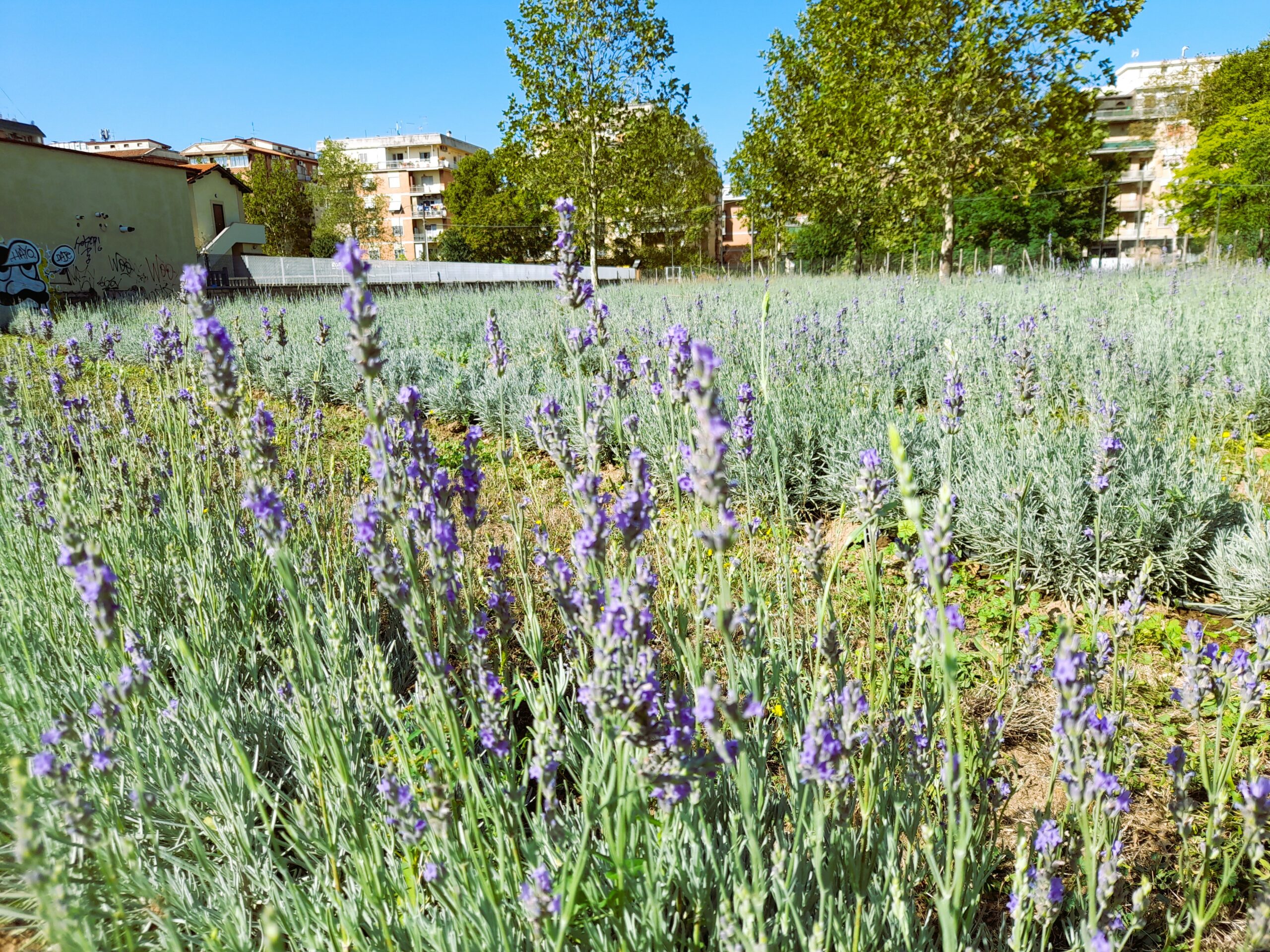 Lavanda